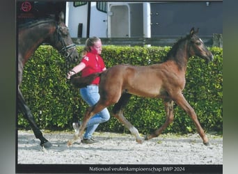 BWP (cheval de sang belge), Étalon, 1 Année, Bai brun foncé