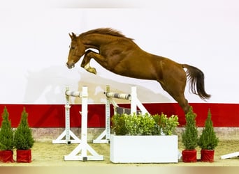 BWP (cheval de sang belge), Étalon, 2 Ans, 156 cm, Cremello