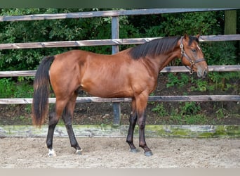 BWP (cheval de sang belge), Étalon, 2 Ans, 157 cm, Bai