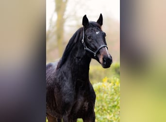 BWP (cheval de sang belge), Étalon, 2 Ans, 163 cm, Bai brun