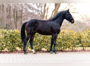 BWP (cheval de sang belge), Étalon, 2 Ans, 163 cm, Bai brun