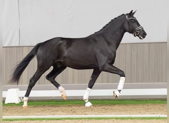 BWP (cheval de sang belge), Étalon, 2 Ans, 166 cm, Bai