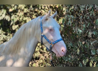 BWP (cheval de sang belge), Étalon, 3 Ans, 148 cm, Perlino