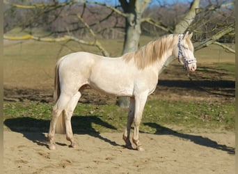 BWP (cheval de sang belge), Étalon, 3 Ans, 157 cm, Perlino