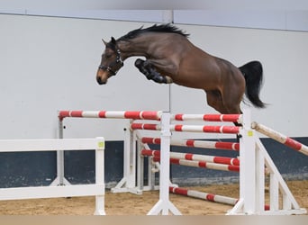 BWP (cheval de sang belge), Étalon, 3 Ans, 161 cm, Bai cerise
