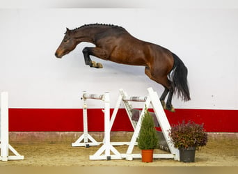 BWP (cheval de sang belge), Étalon, 3 Ans, 163 cm, Bai brun