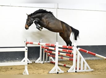 BWP (cheval de sang belge), Étalon, 3 Ans, 169 cm, Bai brun