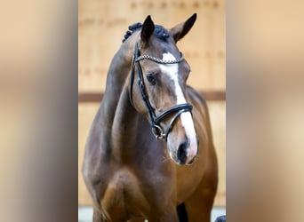 BWP (cheval de sang belge), Étalon, 3 Ans, 169 cm, Bai brun