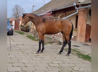 BWP (cheval de sang belge), Étalon, 3 Ans, 169 cm, Bai