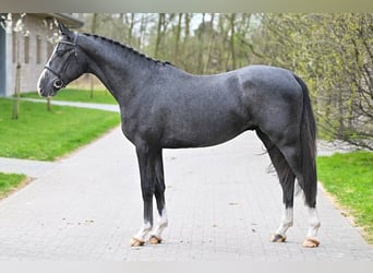 BWP (cheval de sang belge), Étalon, 3 Ans, 169 cm, Gris