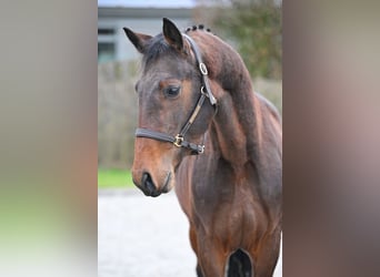 BWP (cheval de sang belge), Étalon, 3 Ans, 170 cm, Bai brun