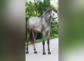BWP (cheval de sang belge), Étalon, 3 Ans, 172 cm, Gris pommelé
