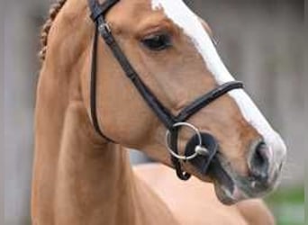 BWP (cheval de sang belge), Étalon, 4 Ans, 167 cm, Alezan brûlé