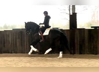BWP (cheval de sang belge), Étalon, 5 Ans, 170 cm, Bai brun foncé