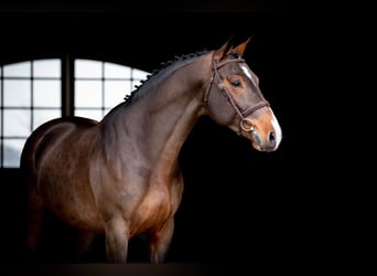 BWP (cheval de sang belge), Étalon, 9 Ans, 167 cm, Bai