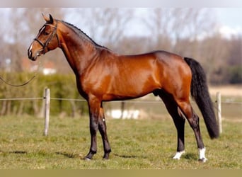 BWP (cheval de sang belge), Étalon, 23 Ans, 172 cm, Bai