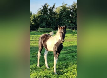 BWP (cheval de sang belge), Étalon, Poulain (05/2023), 160 cm, Tobiano-toutes couleurs