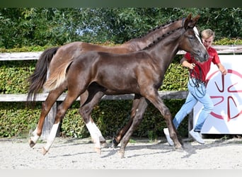 BWP (cheval de sang belge), Étalon, Poulain (04/2023), Alezan brûlé