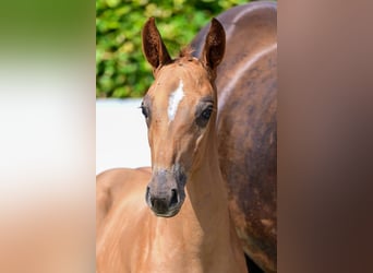 BWP (cheval de sang belge), Étalon, Poulain (06/2024), Alezan brûlé