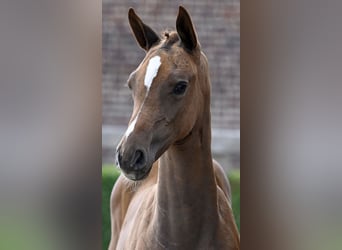 BWP (cheval de sang belge), Étalon, Poulain (05/2023), Alezan