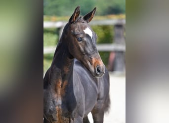 BWP (cheval de sang belge), Étalon, Poulain (06/2023), Bai brun
