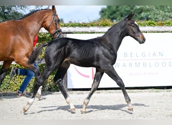 BWP (cheval de sang belge), Étalon, Poulain (06/2023), Bai brun