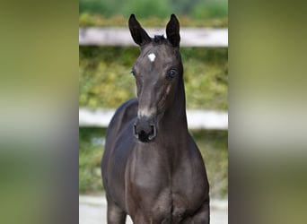 BWP (cheval de sang belge), Étalon, Poulain (07/2023), Bai brun