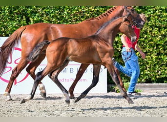 BWP (cheval de sang belge), Étalon, Poulain (05/2024), Bai brun