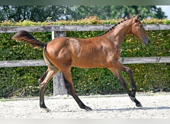 BWP (cheval de sang belge), Étalon, Poulain (05/2023), Bai cerise