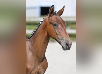BWP (cheval de sang belge), Étalon, Poulain (05/2023), Bai cerise