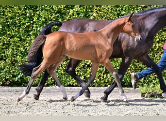 BWP (cheval de sang belge), Étalon, Poulain (05/2024), Bai cerise