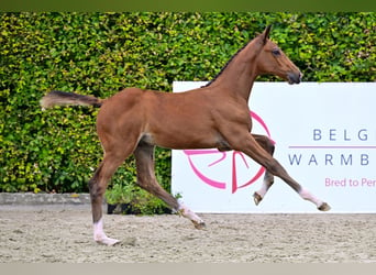 BWP (cheval de sang belge), Étalon, Poulain (06/2024), Bai cerise