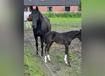 BWP (cheval de sang belge), Étalon, Poulain (04/2024), Noir