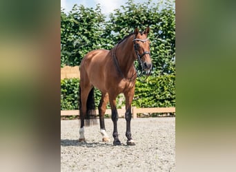 BWP (cheval de sang belge), Hongre, 10 Ans, 168 cm, Bai