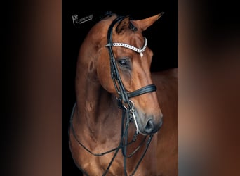 BWP (cheval de sang belge), Hongre, 10 Ans, 168 cm, Bai