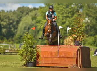 BWP (cheval de sang belge), Hongre, 10 Ans, 178 cm, Bai clair