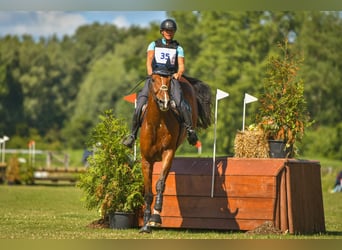BWP (cheval de sang belge), Hongre, 10 Ans, 178 cm, Bai clair