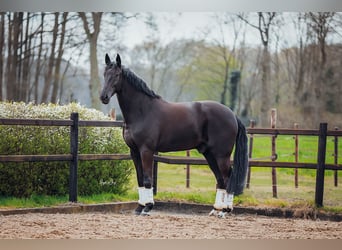 BWP (cheval de sang belge), Hongre, 10 Ans, 180 cm, Noir