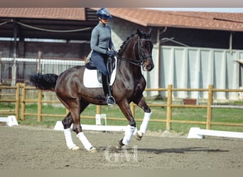 BWP (cheval de sang belge), Hongre, 11 Ans, 173 cm, Bai brun