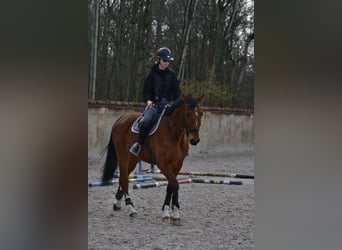 BWP (cheval de sang belge), Hongre, 11 Ans, 178 cm, Bai