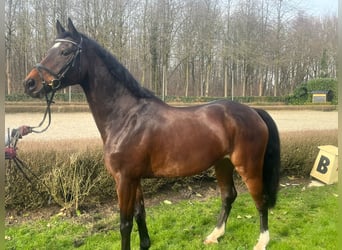 BWP (cheval de sang belge), Hongre, 12 Ans, 170 cm, Bai brun