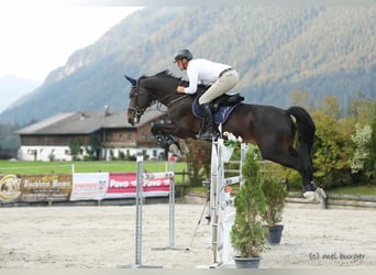 BWP (cheval de sang belge), Hongre, 12 Ans, 176 cm, Bai brun foncé