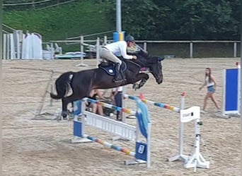 BWP (cheval de sang belge), Hongre, 12 Ans, 176 cm, Bai brun foncé