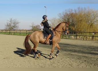 BWP (cheval de sang belge), Hongre, 13 Ans, 172 cm, Alezan