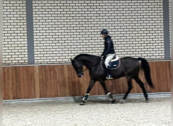 BWP (cheval de sang belge), Hongre, 14 Ans, 168 cm, Noir