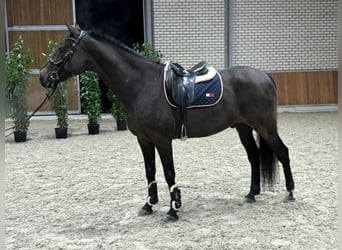 BWP (cheval de sang belge), Hongre, 14 Ans, 168 cm, Noir