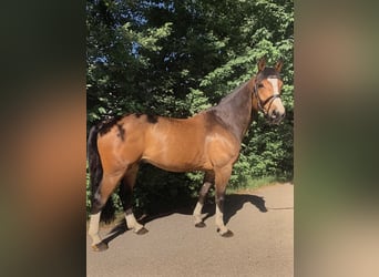 BWP (cheval de sang belge), Hongre, 14 Ans, 170 cm, Bai brun