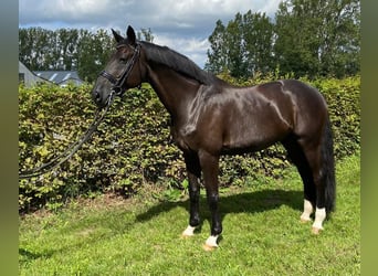 BWP (cheval de sang belge), Hongre, 15 Ans, 170 cm, Noir