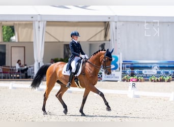 BWP (cheval de sang belge), Hongre, 17 Ans, 173 cm, Bai cerise