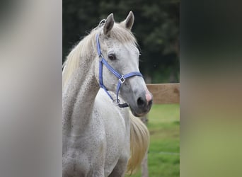 BWP (cheval de sang belge), Hongre, 21 Ans, 168 cm, Gris